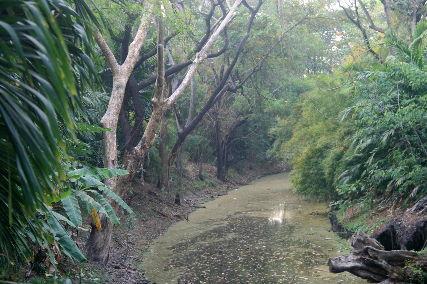 selva durante el día foto