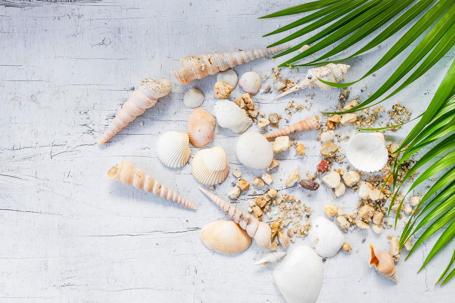 Seashells and sea concept photo