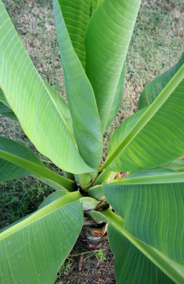 hojas de plátano en la planta foto