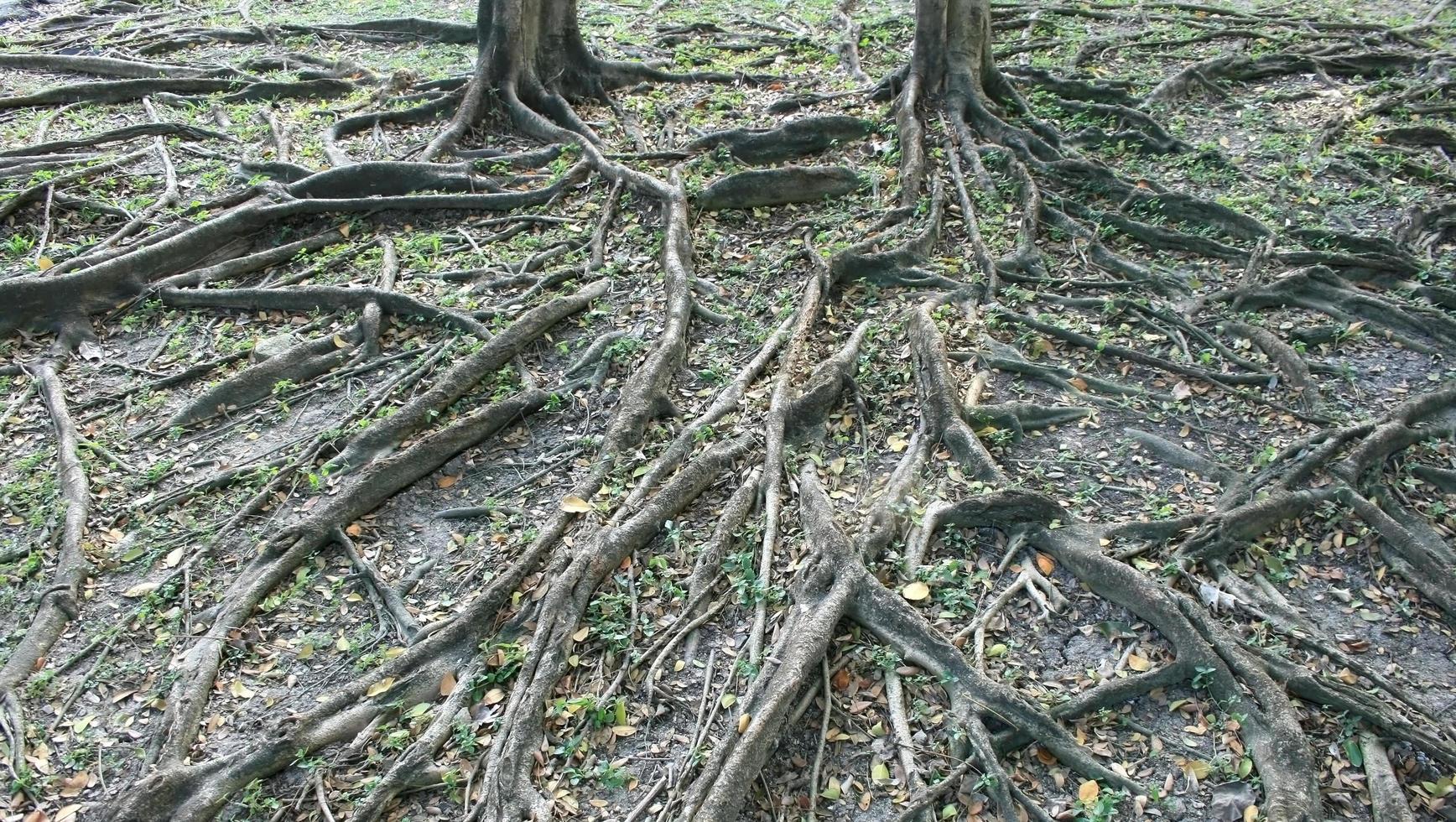 Roots of trees photo