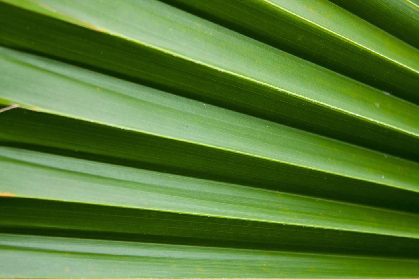 fondo de hoja verde foto