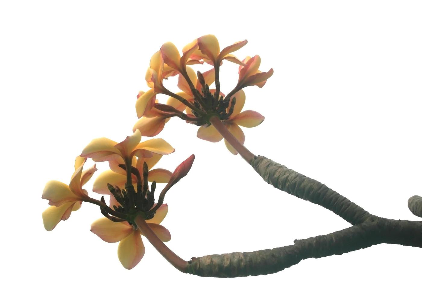 Flowers on branch photo