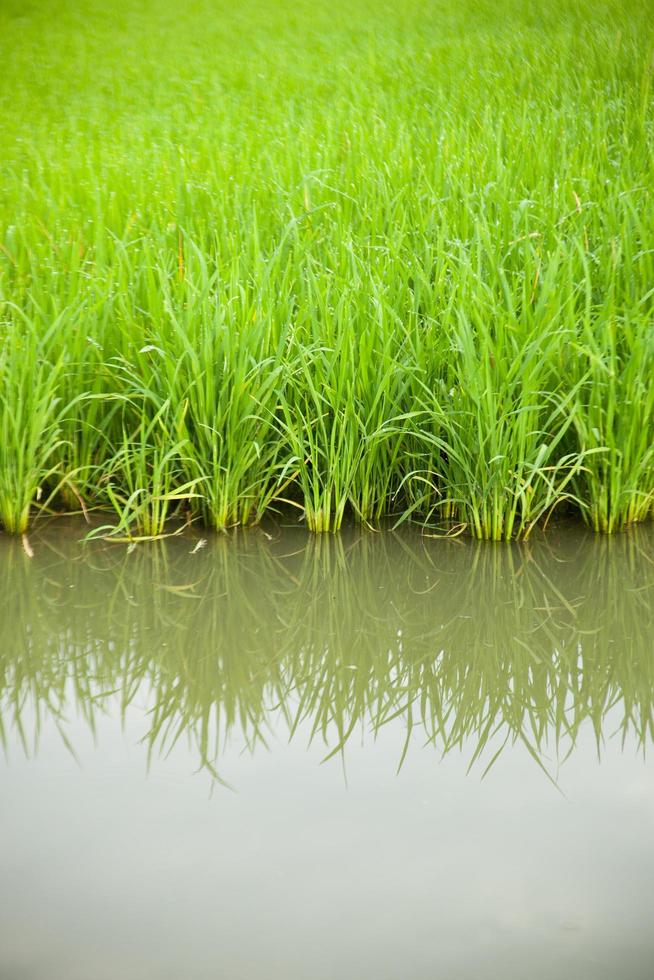 Rice field in Thailand photo