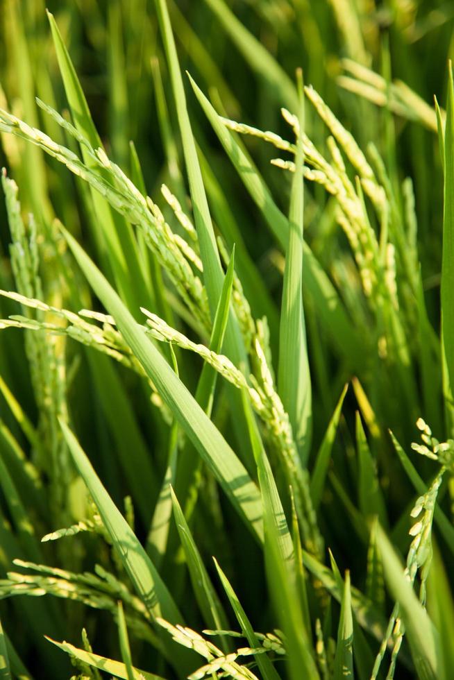 campo de arroz en tailandia foto