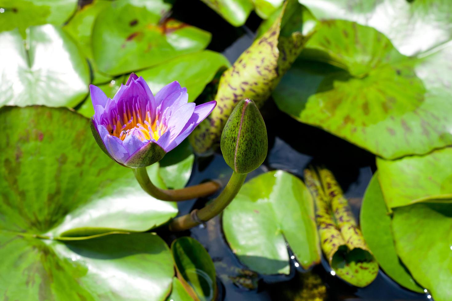 The purple lotus in the pond photo