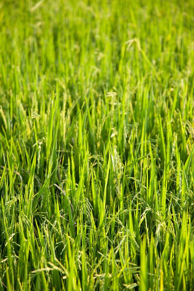 campo de arroz en tailandia foto