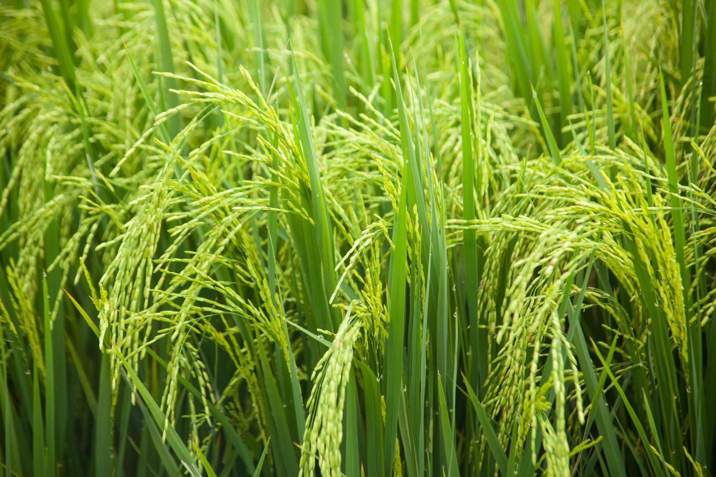 campo de arroz en tailandia foto