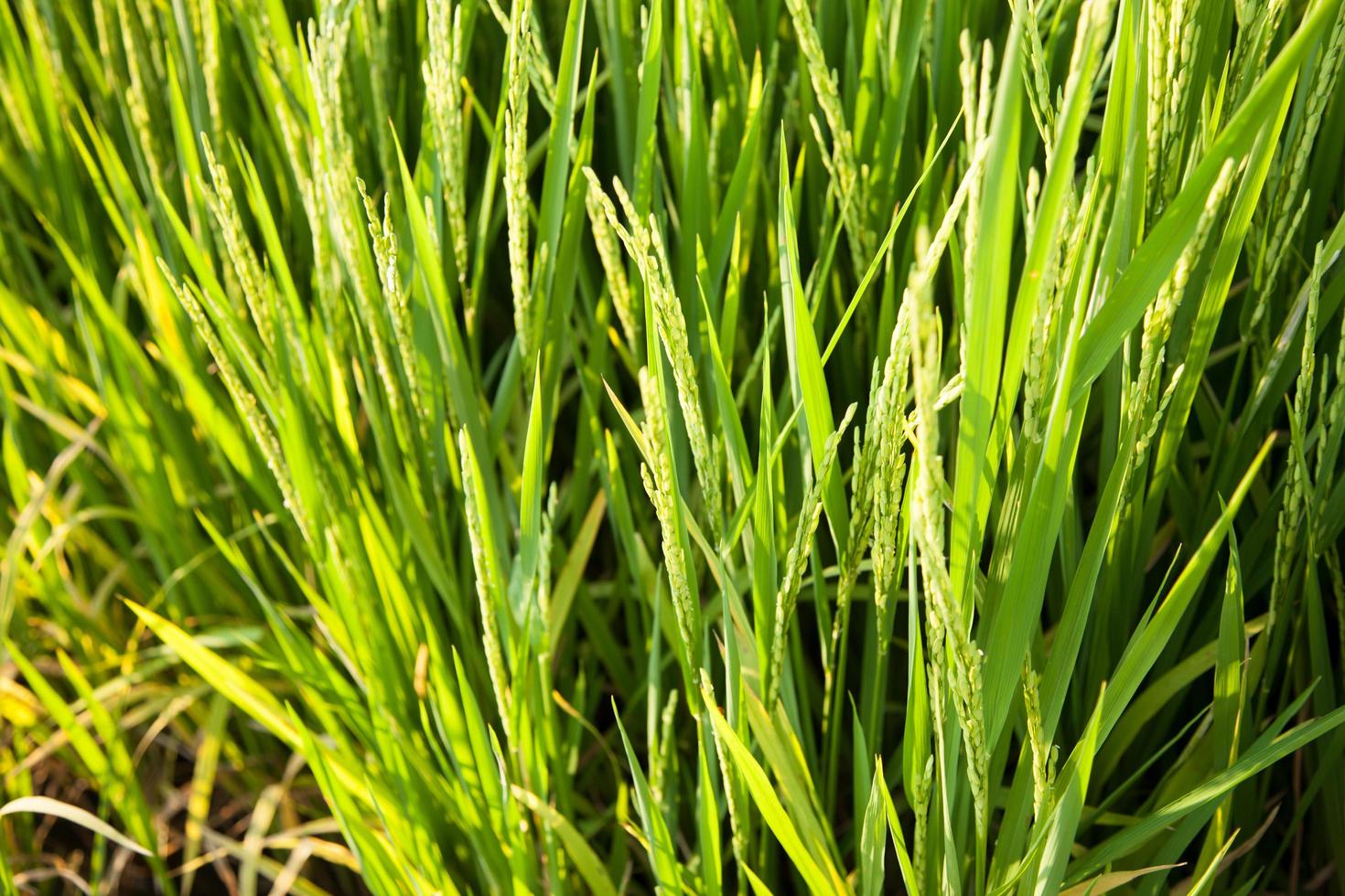 Rice field in Thailand photo