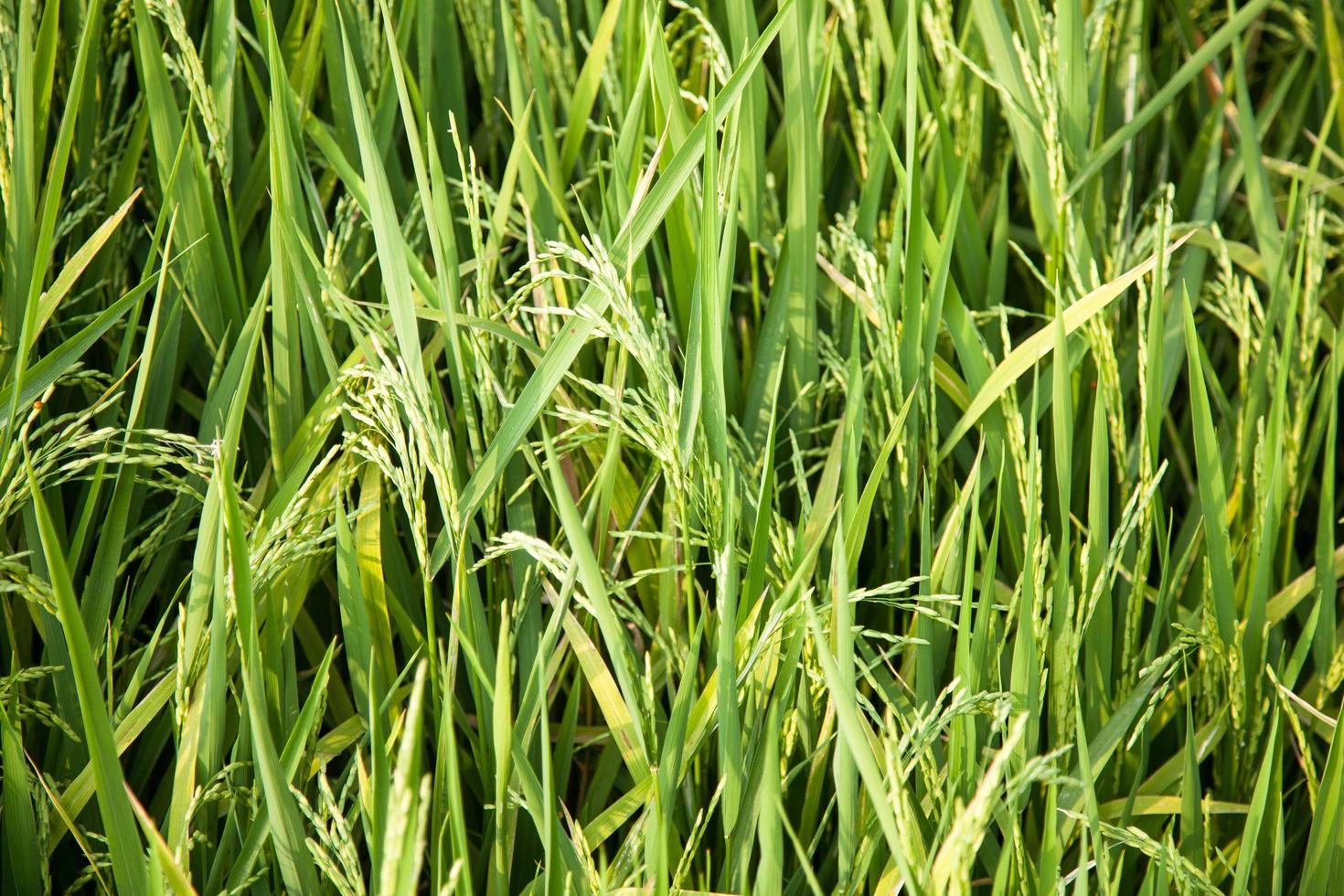 Rice field in Thailand photo