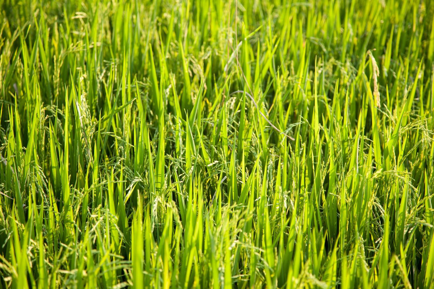 Rice field in Thailand photo