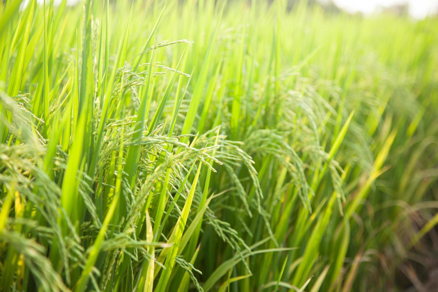 campo de arroz en tailandia foto