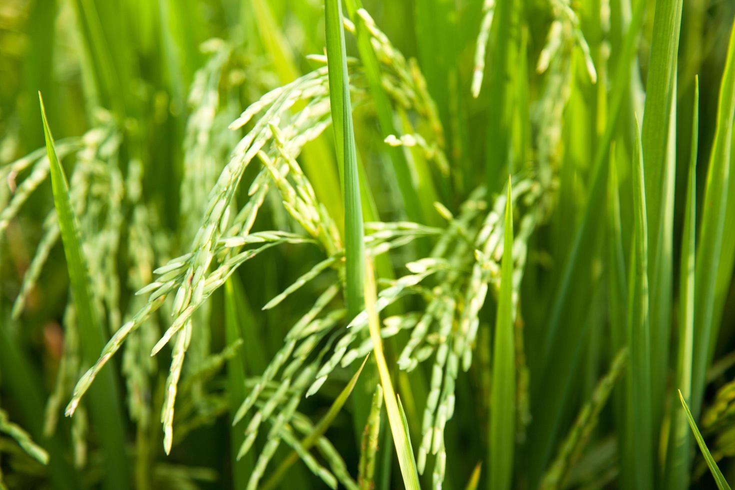 Rice field in Thailand photo