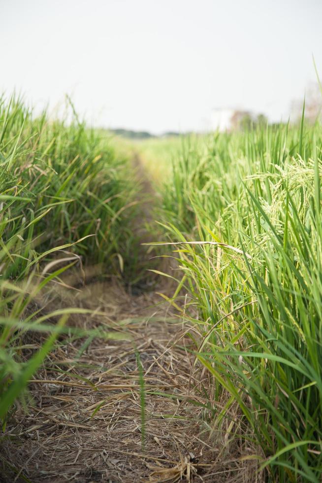 campo de arroz en tailandia foto