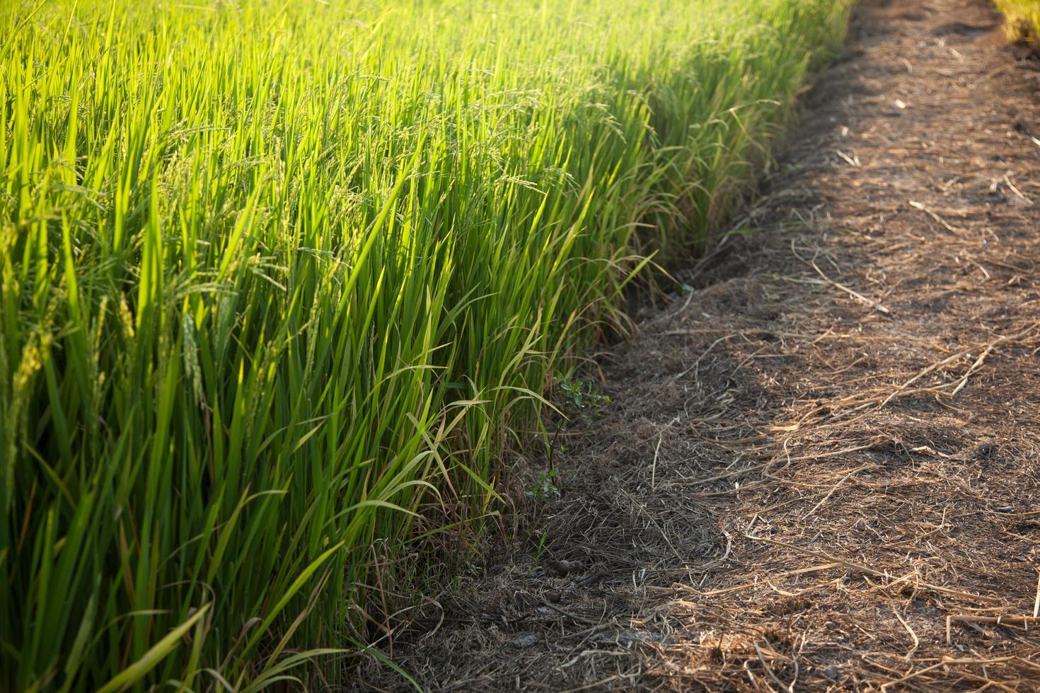 campo de arroz en tailandia foto