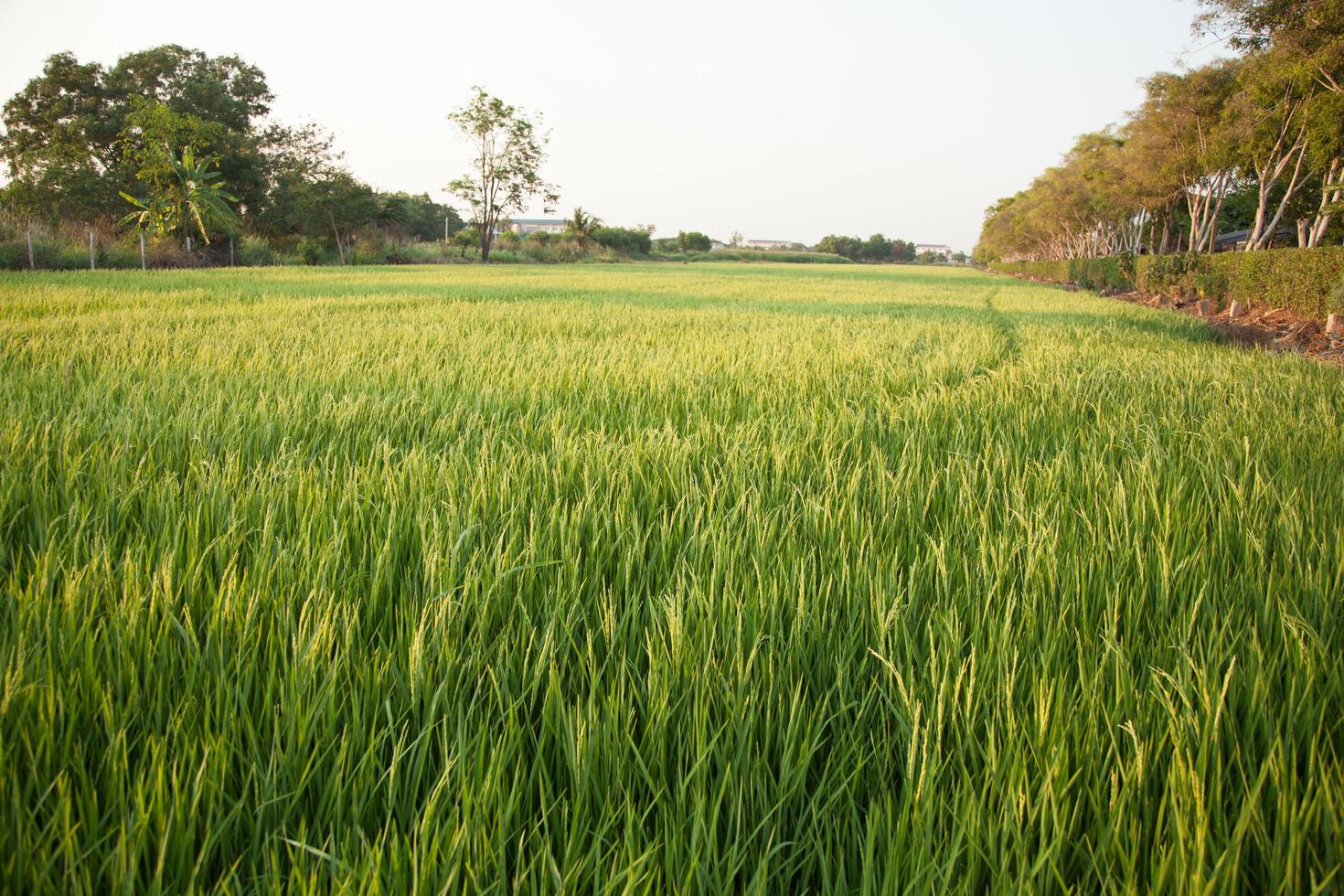 Rice field in Thailand photo