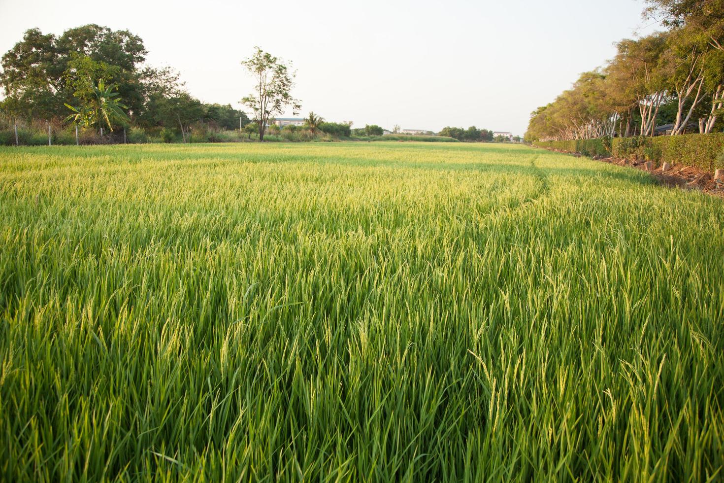 campo de arroz en tailandia foto