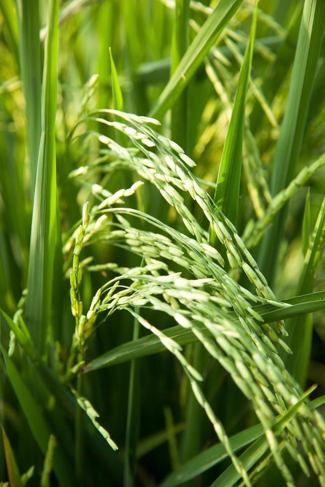 Rice field in Thailand photo