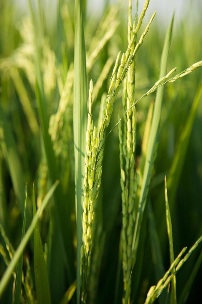 Rice field in Thailand photo