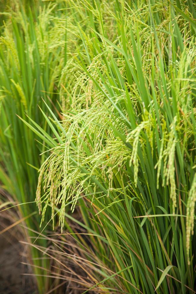 Rice field in Thailand photo