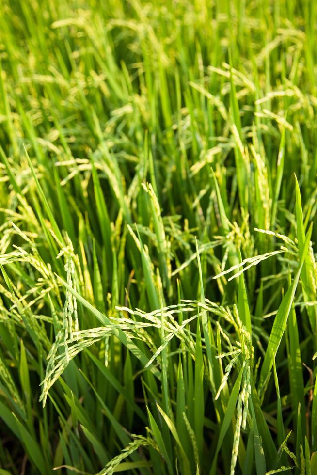 Rice field in Thailand photo