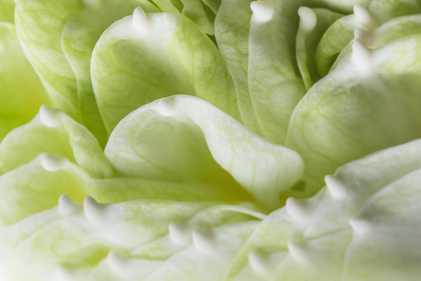 Green Lotus flower petals photo