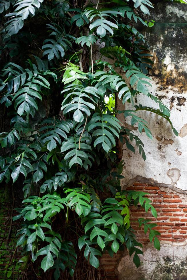 Leaves and old walls photo