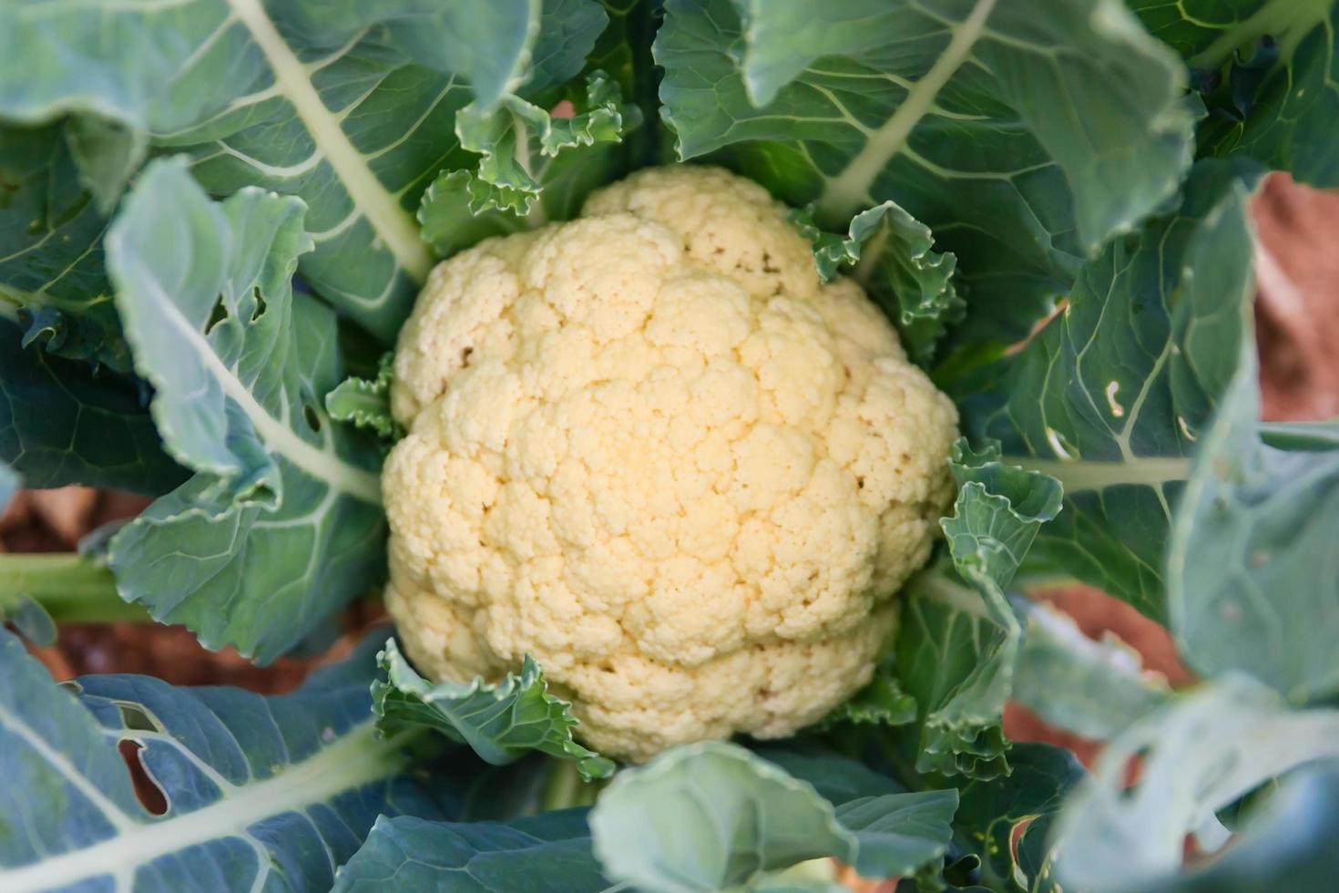 primer plano, de, coliflor foto