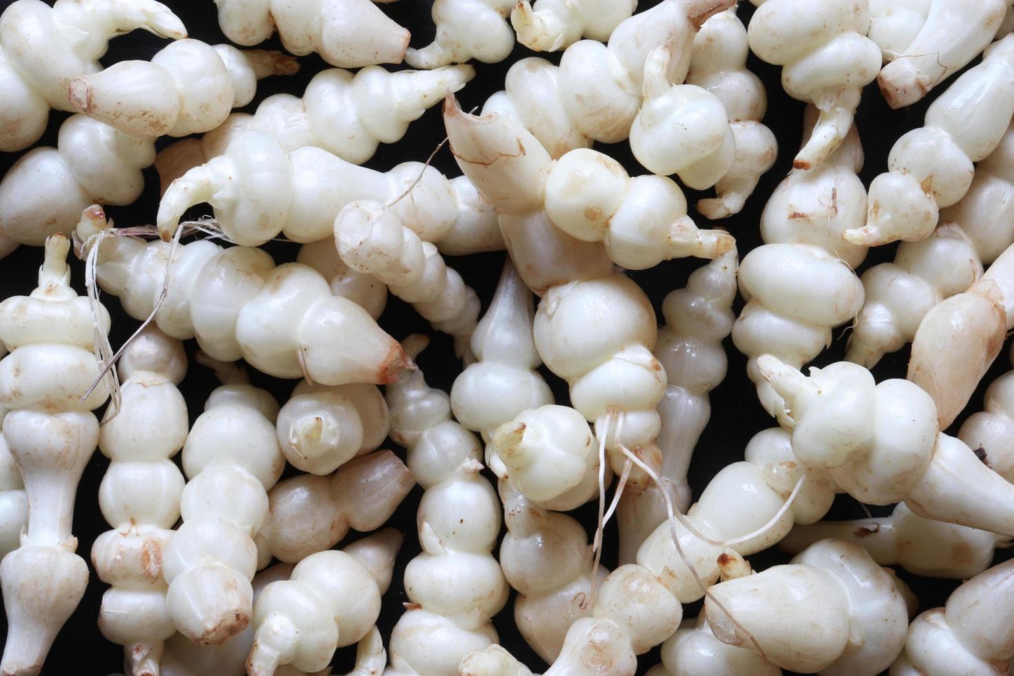 Bunch of Chinese artichokes photo