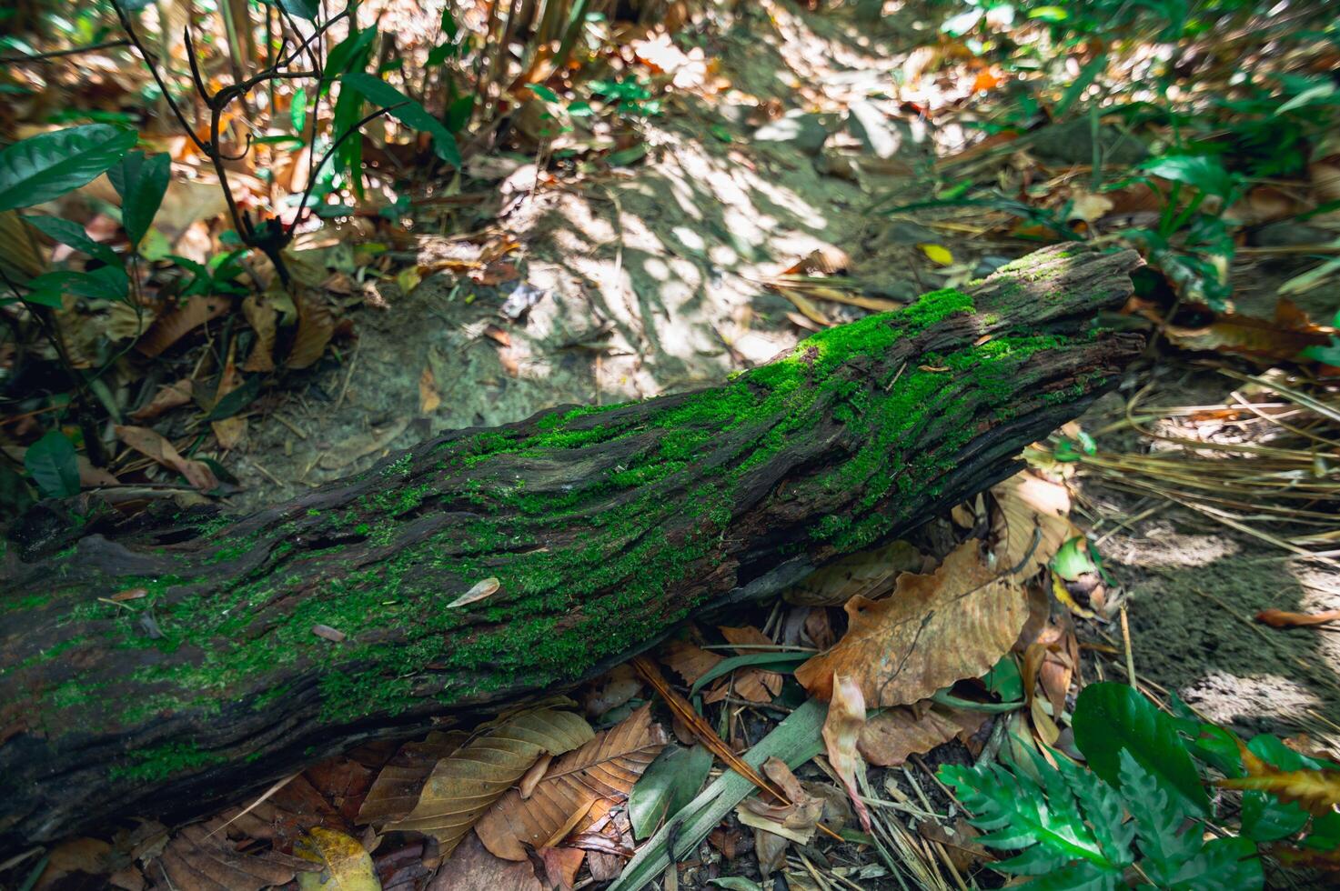 Trunk in the forest photo