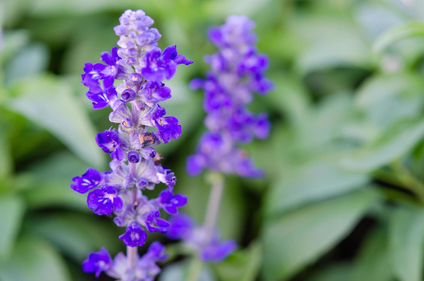 Salvia purple flowers photo