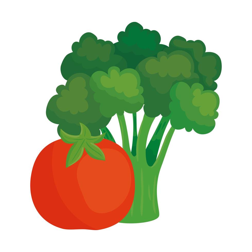 Verduras frescas, tomate con brócoli en fondo blanco. vector