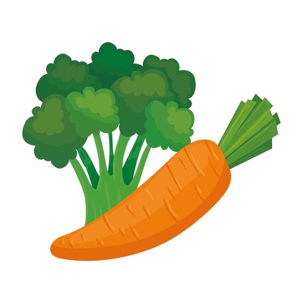 fresh vegetables, carrot and broccoli in white background vector