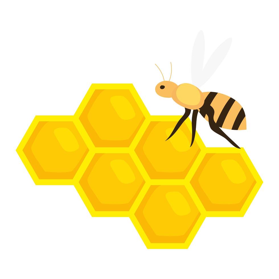 honeycomb with bee on white background vector