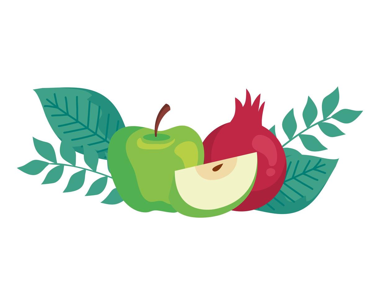 Verde manzana con granada sobre fondo blanco. vector