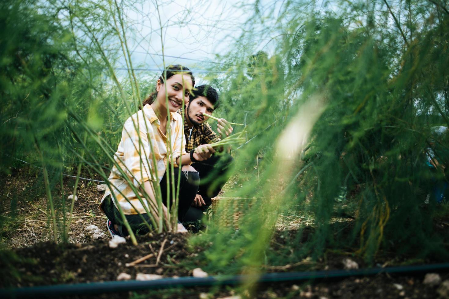 Pareja joven agricultor cosecha espárragos frescos en el campo foto