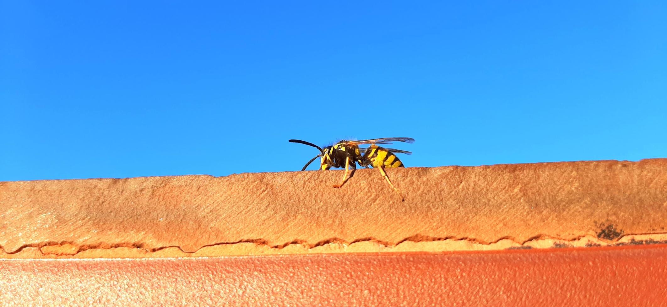 Wasp on fence photo