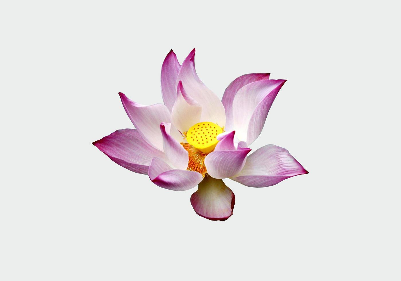 Purple and white lotus photo
