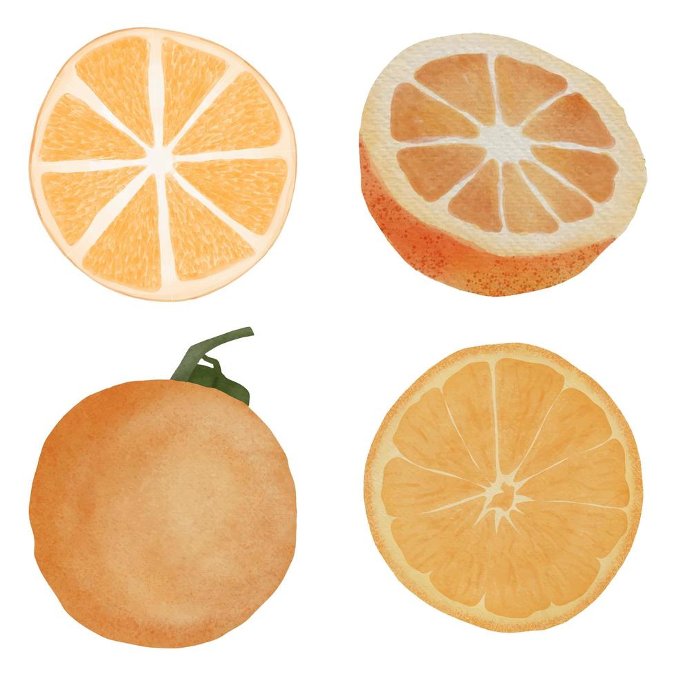 conjunto de ilustración de rodaja de fruta naranja pintada a mano acuarela vector