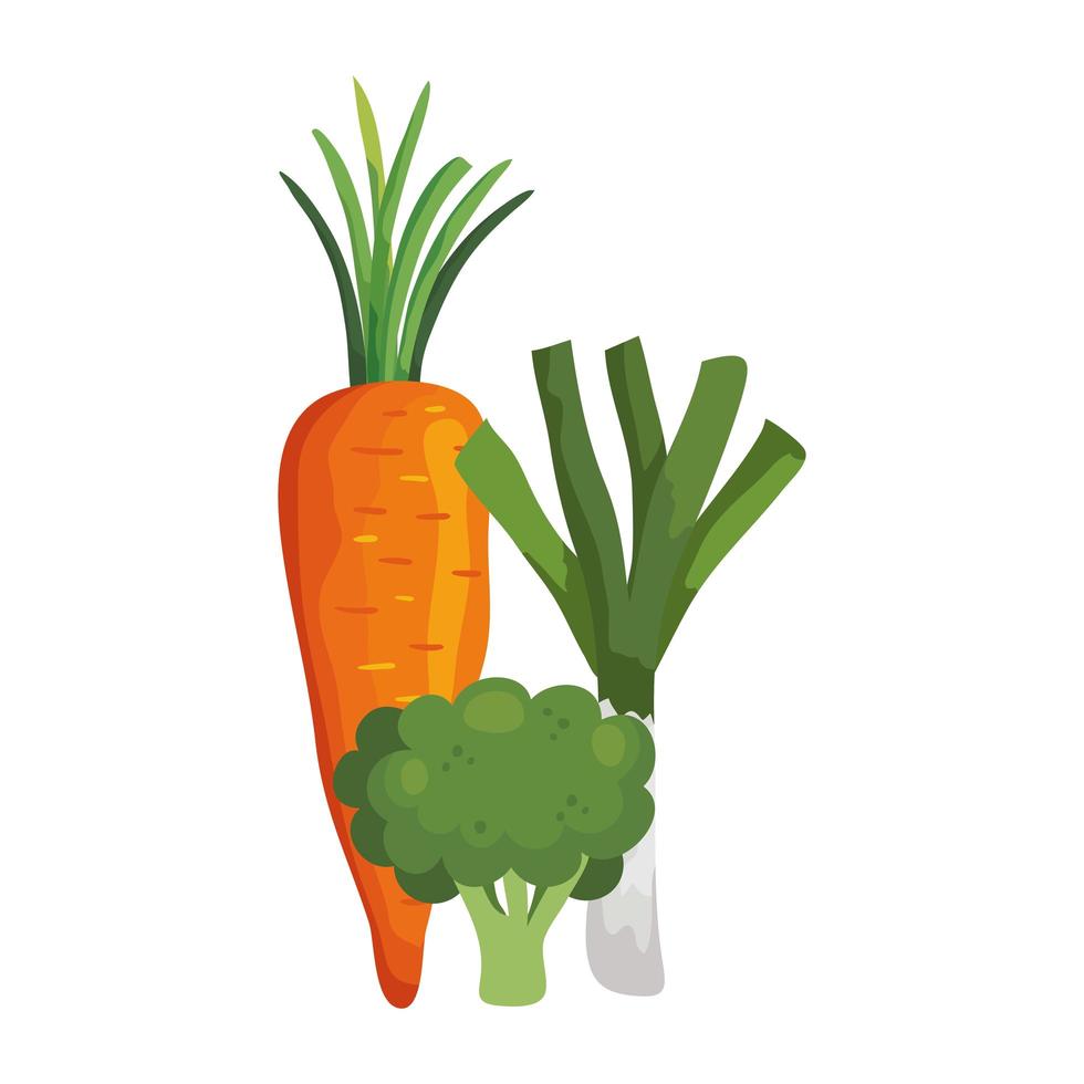 fresh carrot with broccoli and leek vector