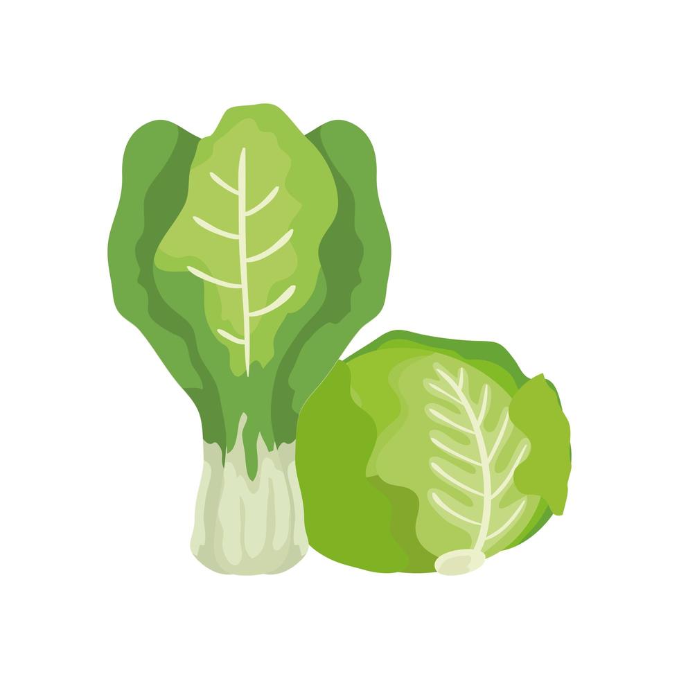 Lechuga fresca con acelgas icono aislado de verduras vector