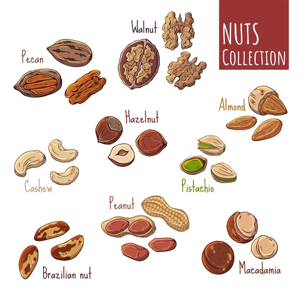 Group of vector illustrations on the nutrition theme set of different kinds of nuts. Realistic isolated objects for your design.