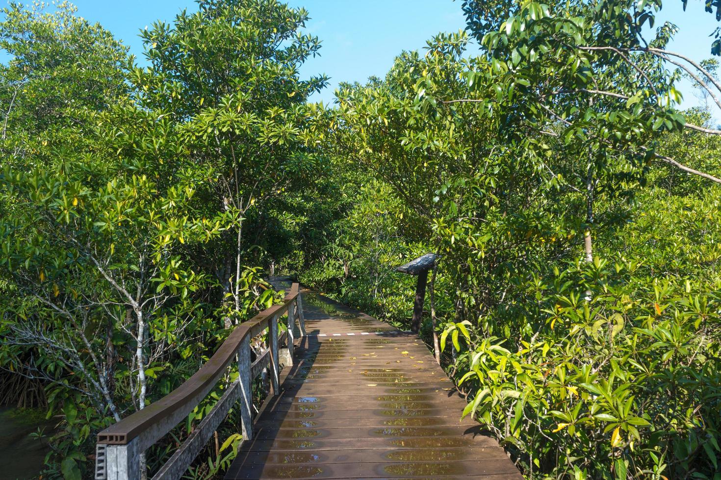 pasarela de madera en el bosque foto