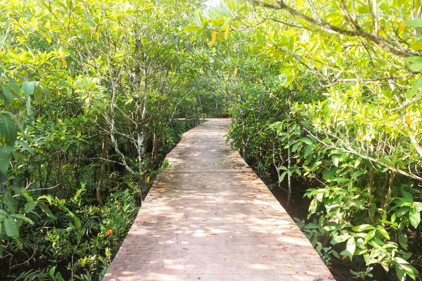 pasarela de madera en el bosque foto