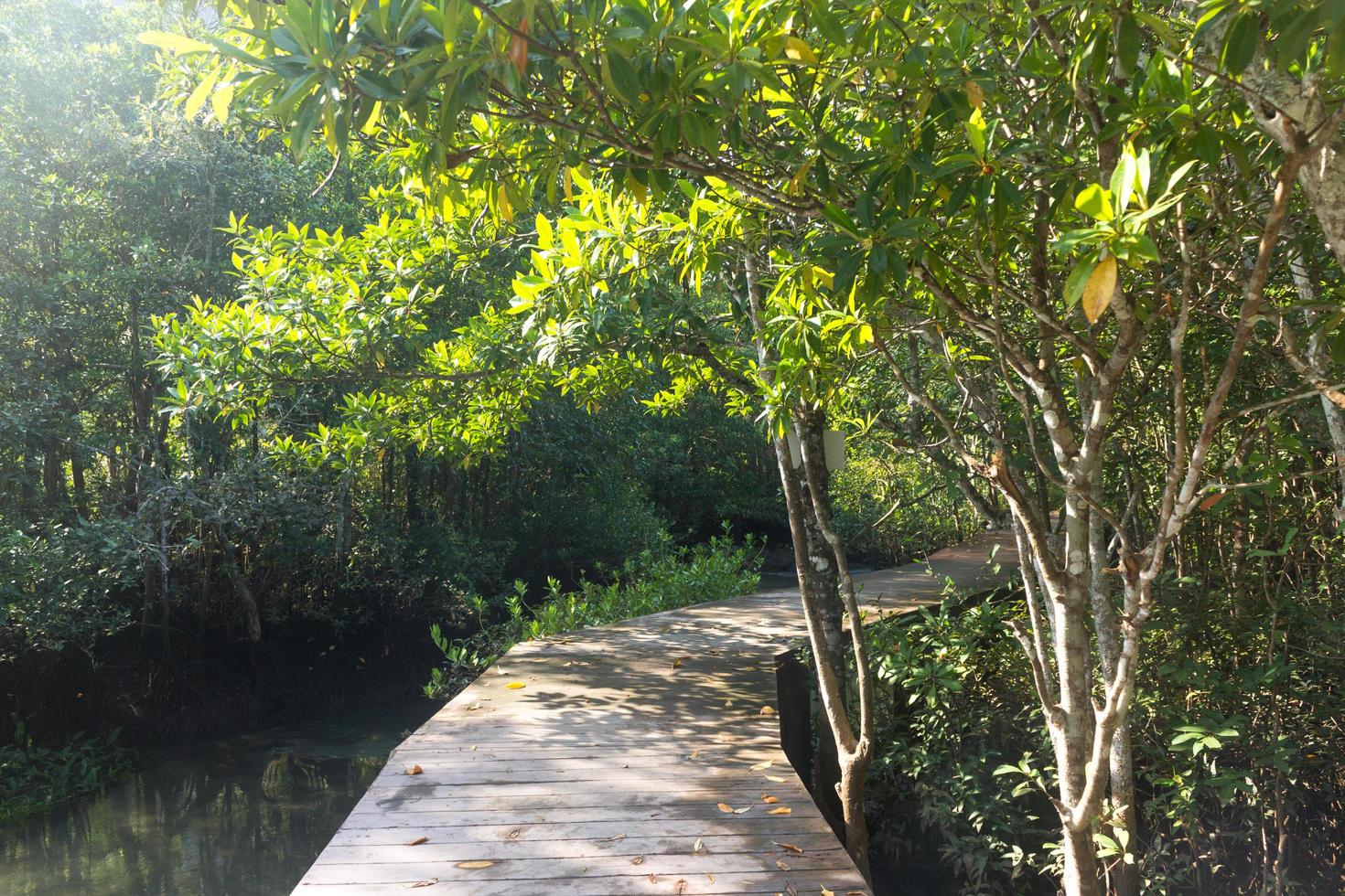 pasarela de madera en el bosque foto