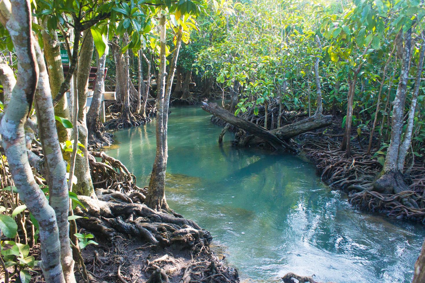 río y bosque foto