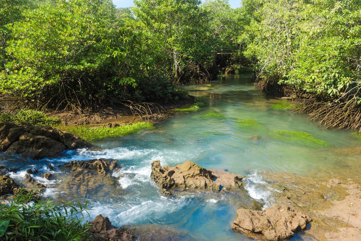 río y rocas en el bosque foto