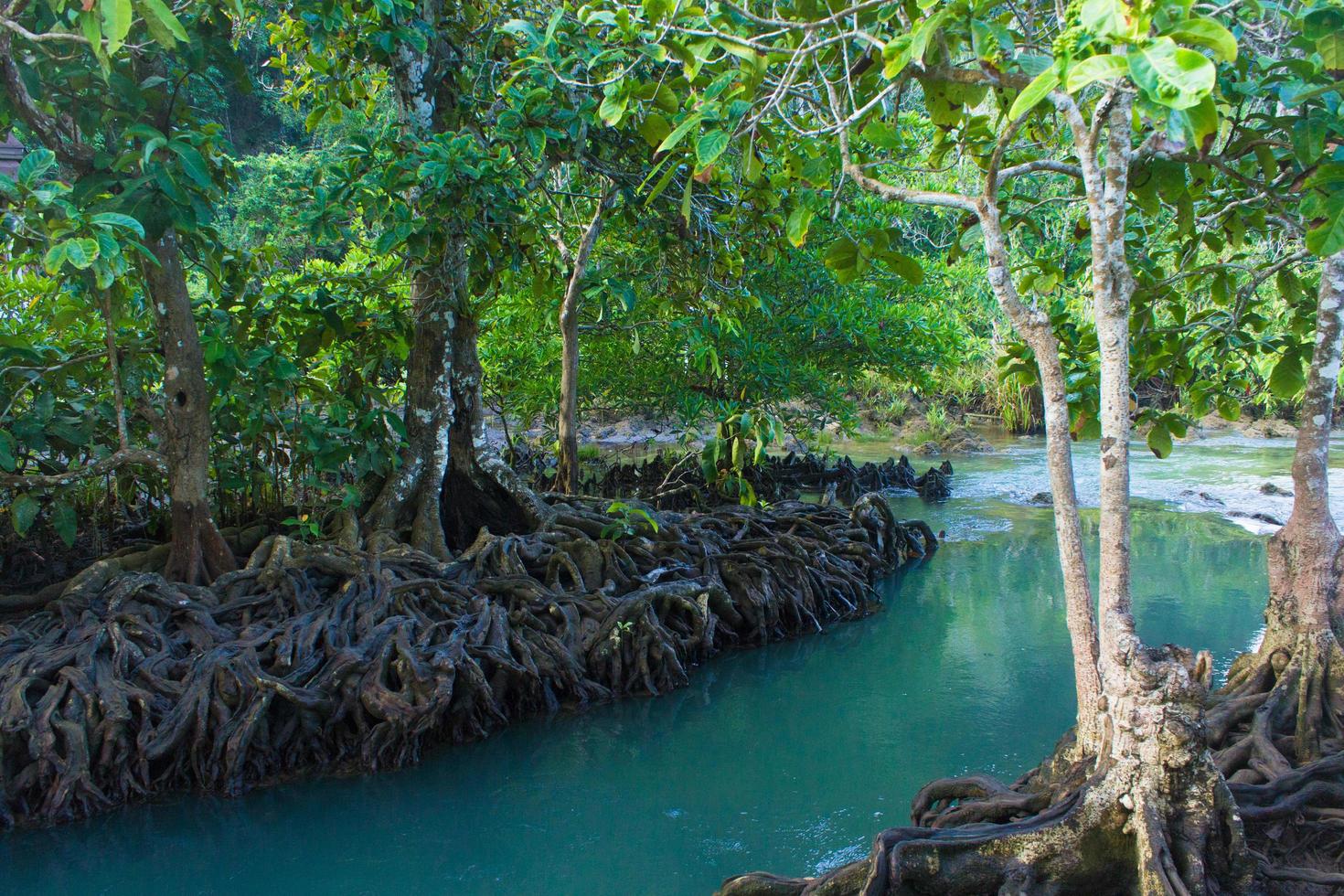 río y bosque foto