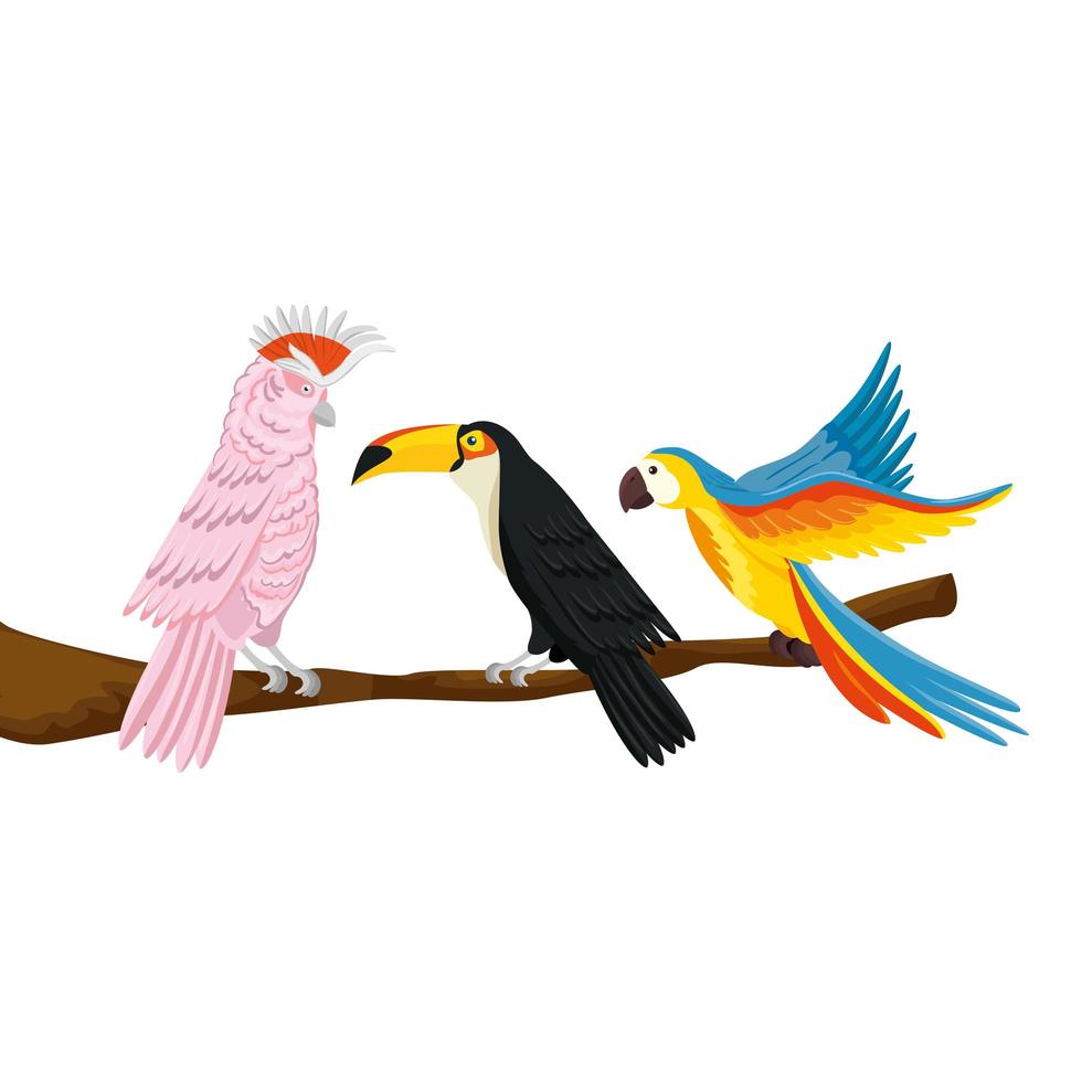 parrots with toucan on branch isolated icon vector