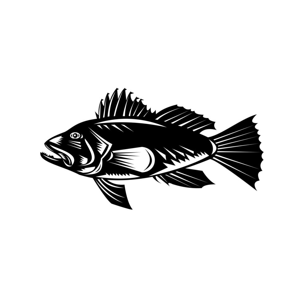 Black Sea Bass or Asian Sea Bass Side View Retro vector