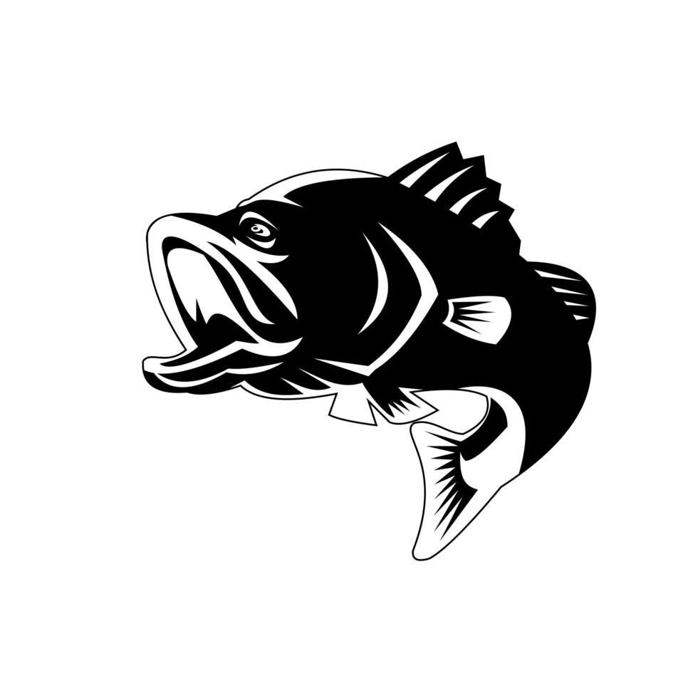 Barramundi or Largemouth Bass Fish Jumping vector